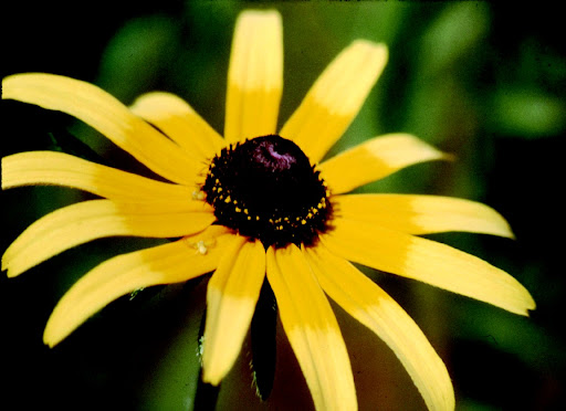 flower tattoo